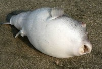 /album/photogallery/epicy-ugly-animals-collection-part-2-20-jpg/