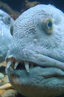 /album/photogallery/uglyfish3-jpg/